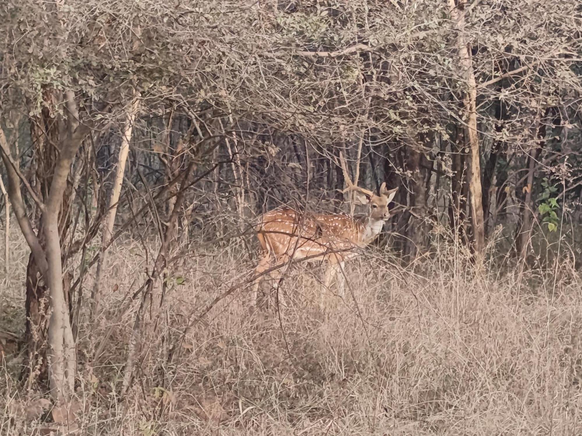 Gandhisagar Forest Retreat Hotel Gurla Buitenkant foto