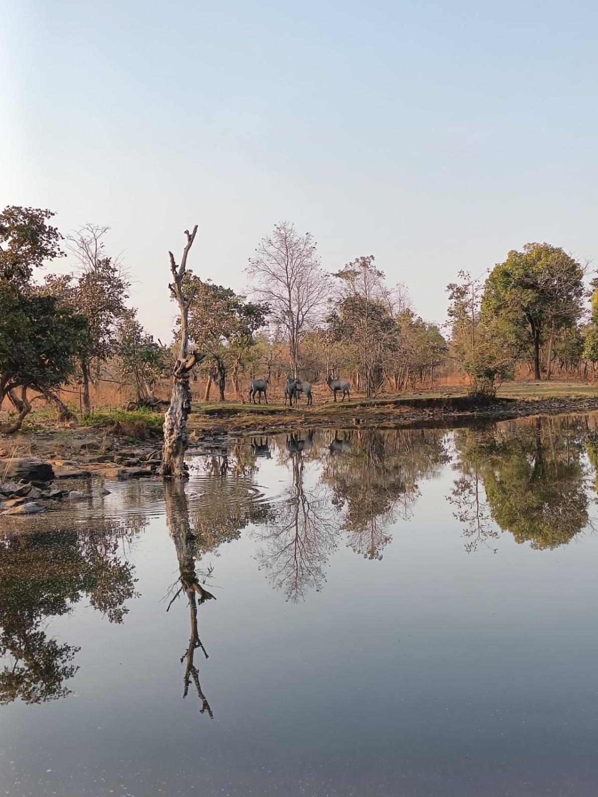 Gandhisagar Forest Retreat Hotel Gurla Buitenkant foto